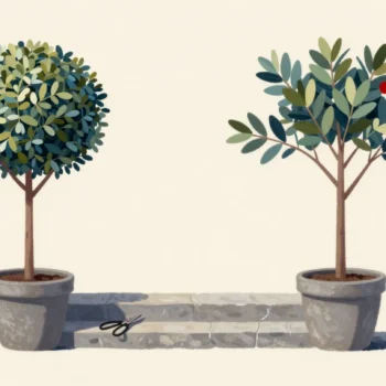 Two matching potted bay trees by a step, one clipped round and one grown lopsided with a stray branch.