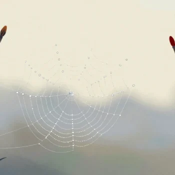 A fingertip touching one strand of a dewy spider web in a garden, drops trembling across the whole web