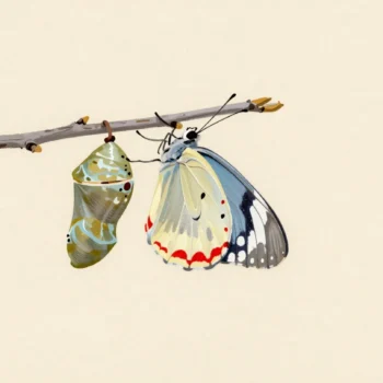 A butterfly drying its wings on a twig beside its empty chrysalis