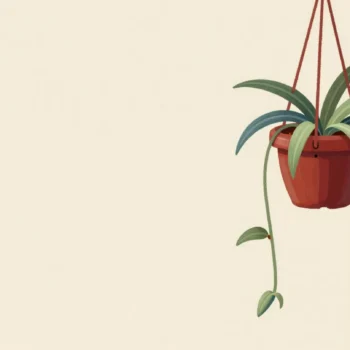 A spider plant in a red pot with baby plantlets that share its brown leaf tip.