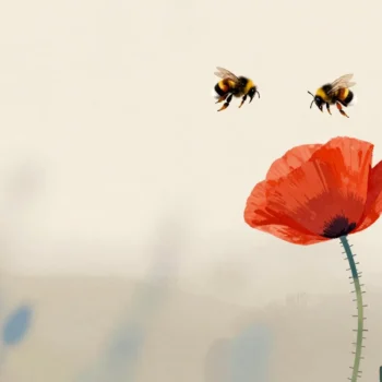 Two bumblebees at one red poppy, one landed and the other veering away.
