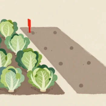 Two rows of lettuces, a red marker stick standing in the one empty gap.