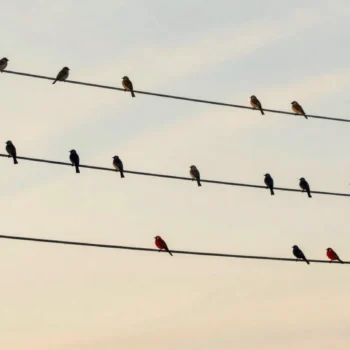Birds on three telegraph wires at dusk, each wire mostly one kind of bird with a few others mixed in.