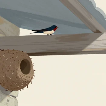 A swallow returning to last year's mud nest under the eaves of an old stone barn.