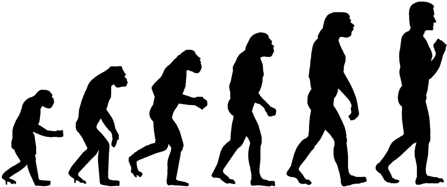 Silhouette of evolving primates.
