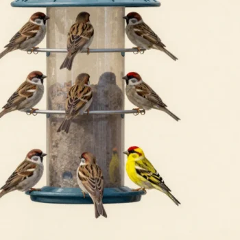Several similar sparrows and one different bird gather at a feeder