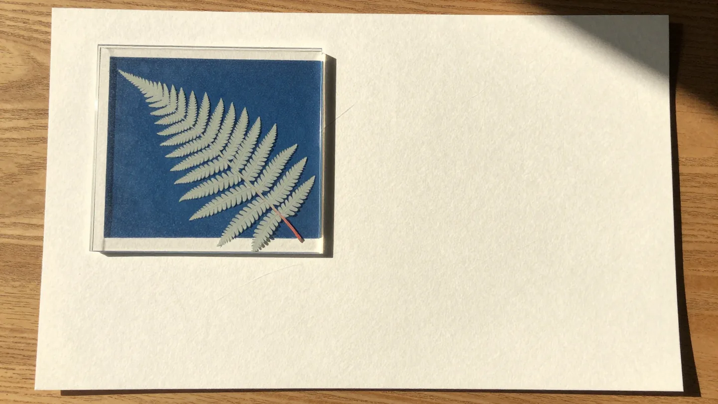 A fern frond pressed under glass on sun-print paper, its exact pale outline captured on the blue sheet.