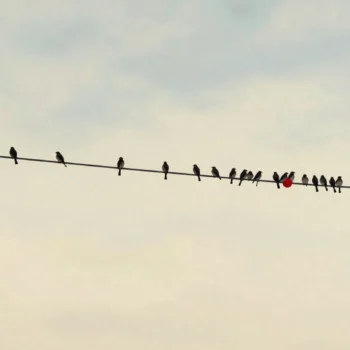 Birds spaced along a power line except around one red insulator where dozens crowd together