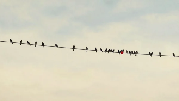 Birds spaced along a power line except around one red insulator where dozens crowd together