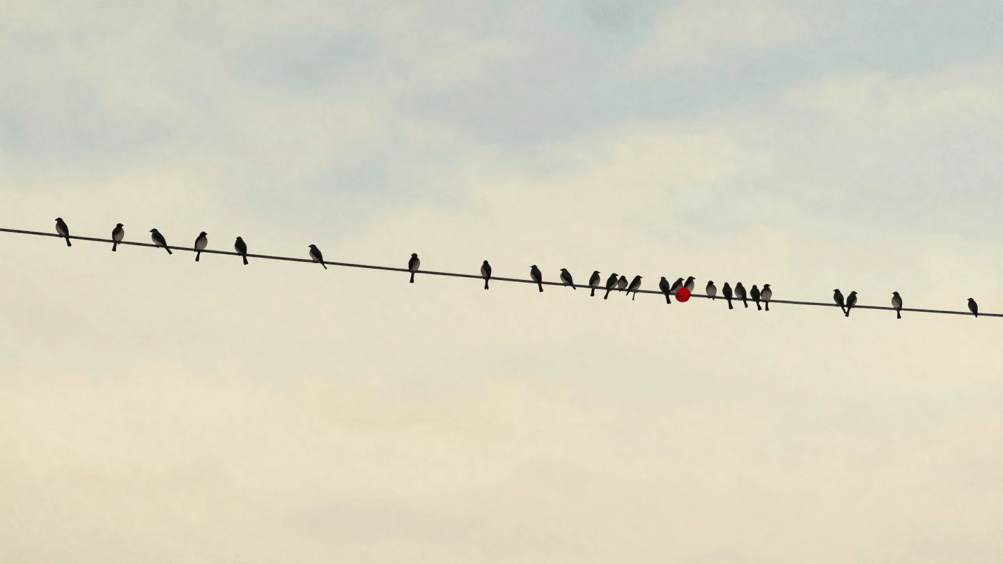 Birds spaced along a power line except around one red insulator where dozens crowd together