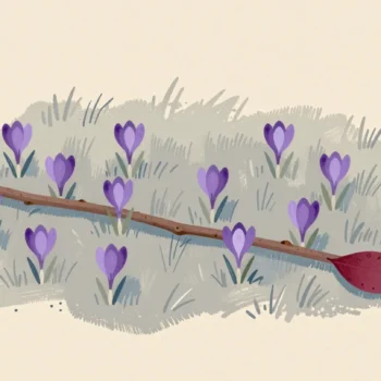 A straight hazel rod lying through the middle of scattered crocuses on a lawn, running on past them over bare grass.