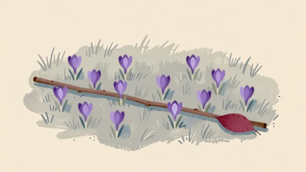 A straight hazel rod lying through the middle of scattered crocuses on a lawn, running on past them over bare grass.